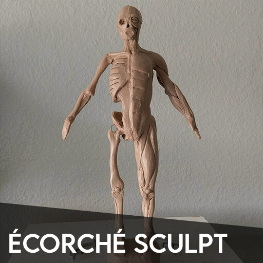 Écorché Sculpt